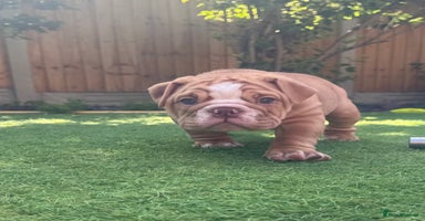English Bulldog dogs - Advert 11