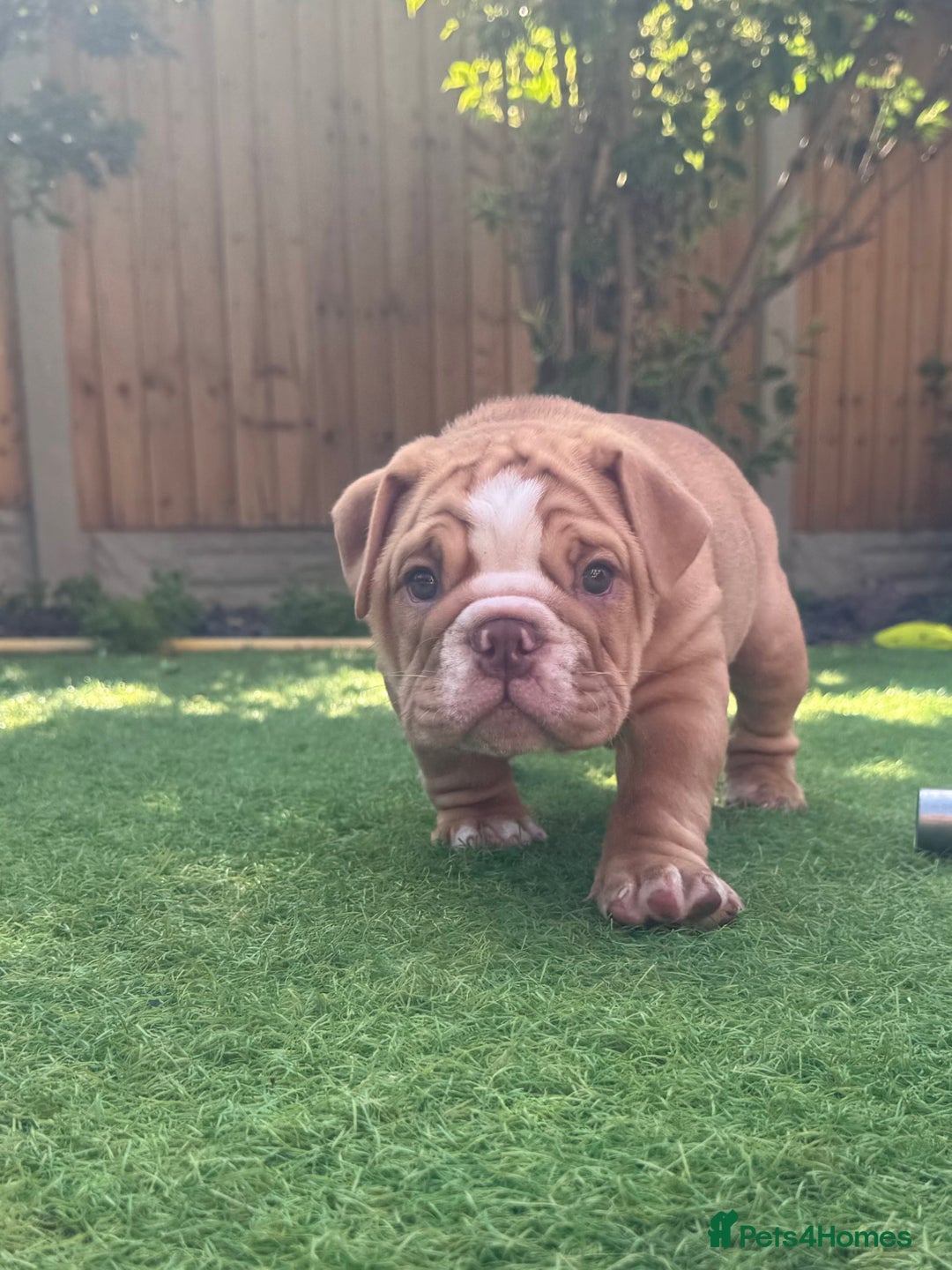 English Bulldog dogs for sale: READY TO GO Full Pedigree health tested bulldogs - Image 3