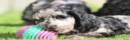 Cockapoo dogs for sale: Beautiful Cockapoo puppies for sale  - Advert 30