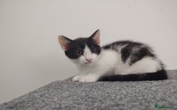 Mixed Breed cats for sale: Adorable Kittens Seeking Loving Homes - Image 3