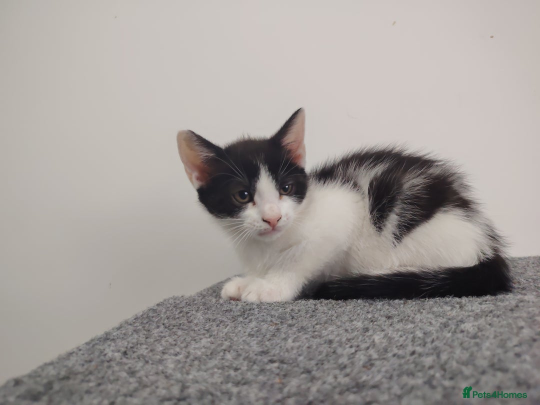 Mixed Breed cats for sale: Adorable Kittens Seeking Loving Homes - Image 3