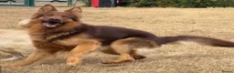 German Shepherd dogs for stud: PROVEN MASSIVE LIVER AND TAN GERMAN SHEPHERD STUD! - Advert 2