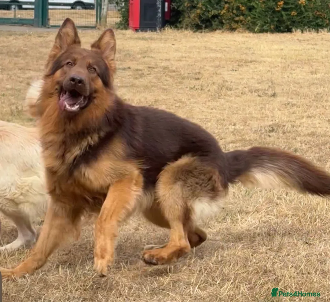 German Shepherd dogs for stud: PROVEN MASSIVE LIVER AND TAN GERMAN SHEPHERD STUD! - Advert 2