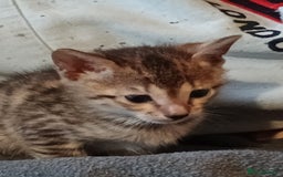 Savannah cats for sale: Gorgeous boy savannah  - Image 5