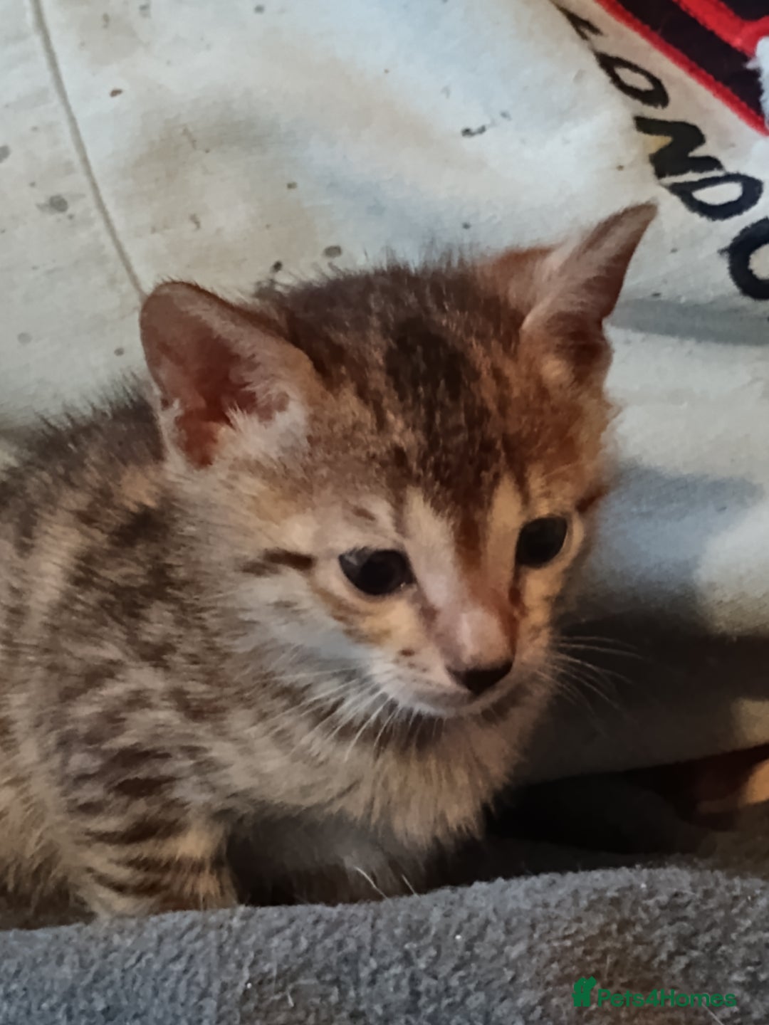 Savannah cats for sale: Gorgeous boy savannah  - Image 5