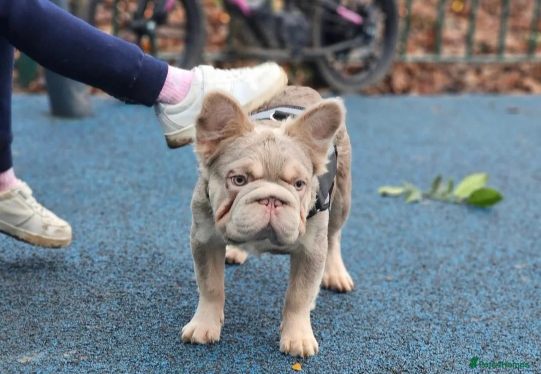 French Bulldog dogs for sale: FRENCH BULLDOG fluffy Isabella  - Advert 1