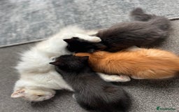 Ragdoll cats for sale: female Ragdoll Cross - Image 1