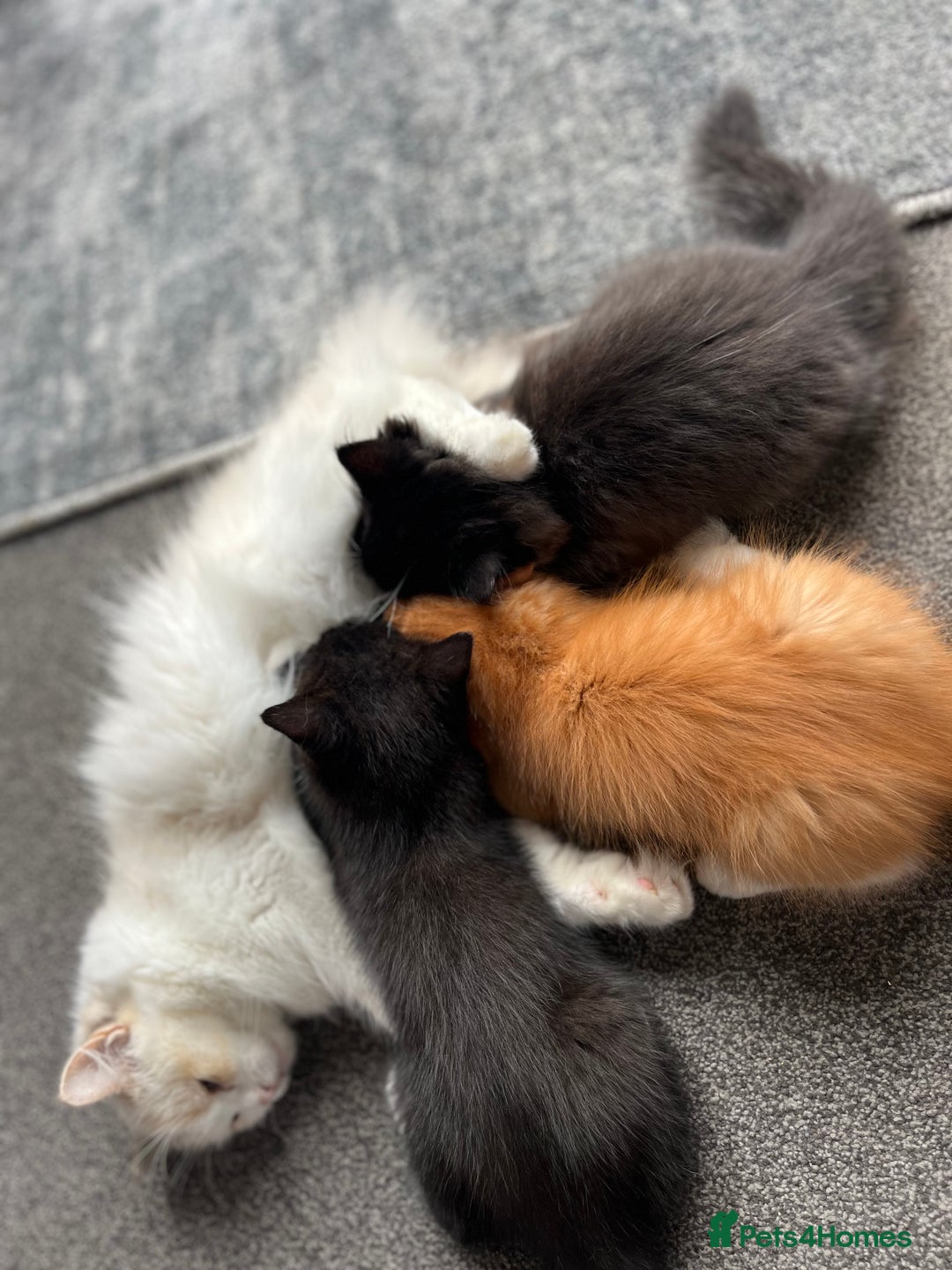 Ragdoll cats for sale: female Ragdoll Cross - Image 1