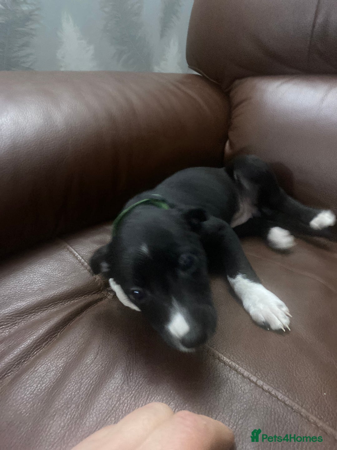 Mixed Breed dogs for sale: Collie lurcher greyhound mix - Advert 39