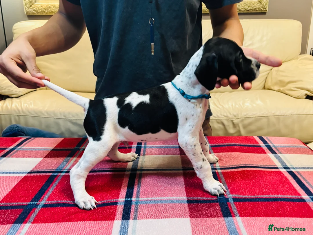 Pointer dogs for sale: Pedigree Pointer Pups - Advert 1