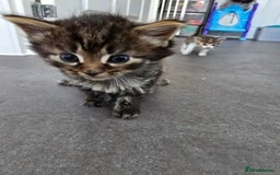 Nebelung cats for sale: Beautiful Kittens - Image 6