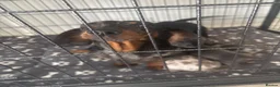 Miniature Dachshund dogs for sale: Miniature dachshund puppies in Liverpool - Advert 7