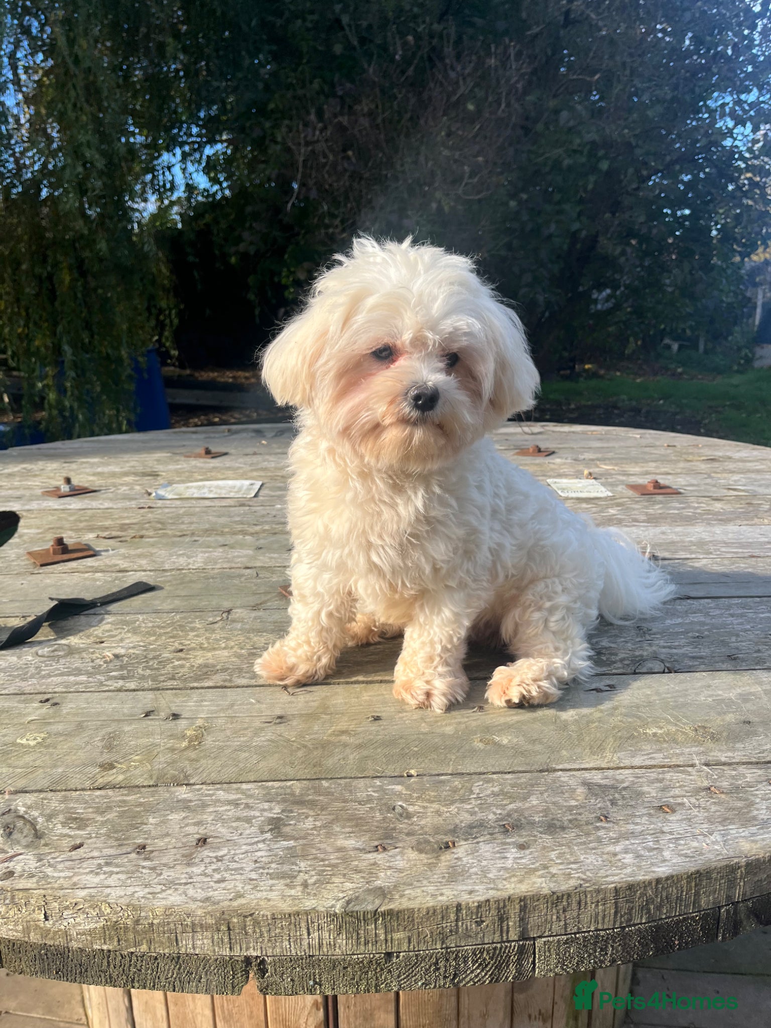 Maltipoo dogs for sale: 🤩 4 f1 stunning male Maltipoo 🤩 - Advert 11