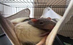 Rat rodents for sale: 4 Rat Brothers 🐁  - Image 2