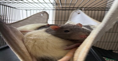 Rat rodents - Advert 1