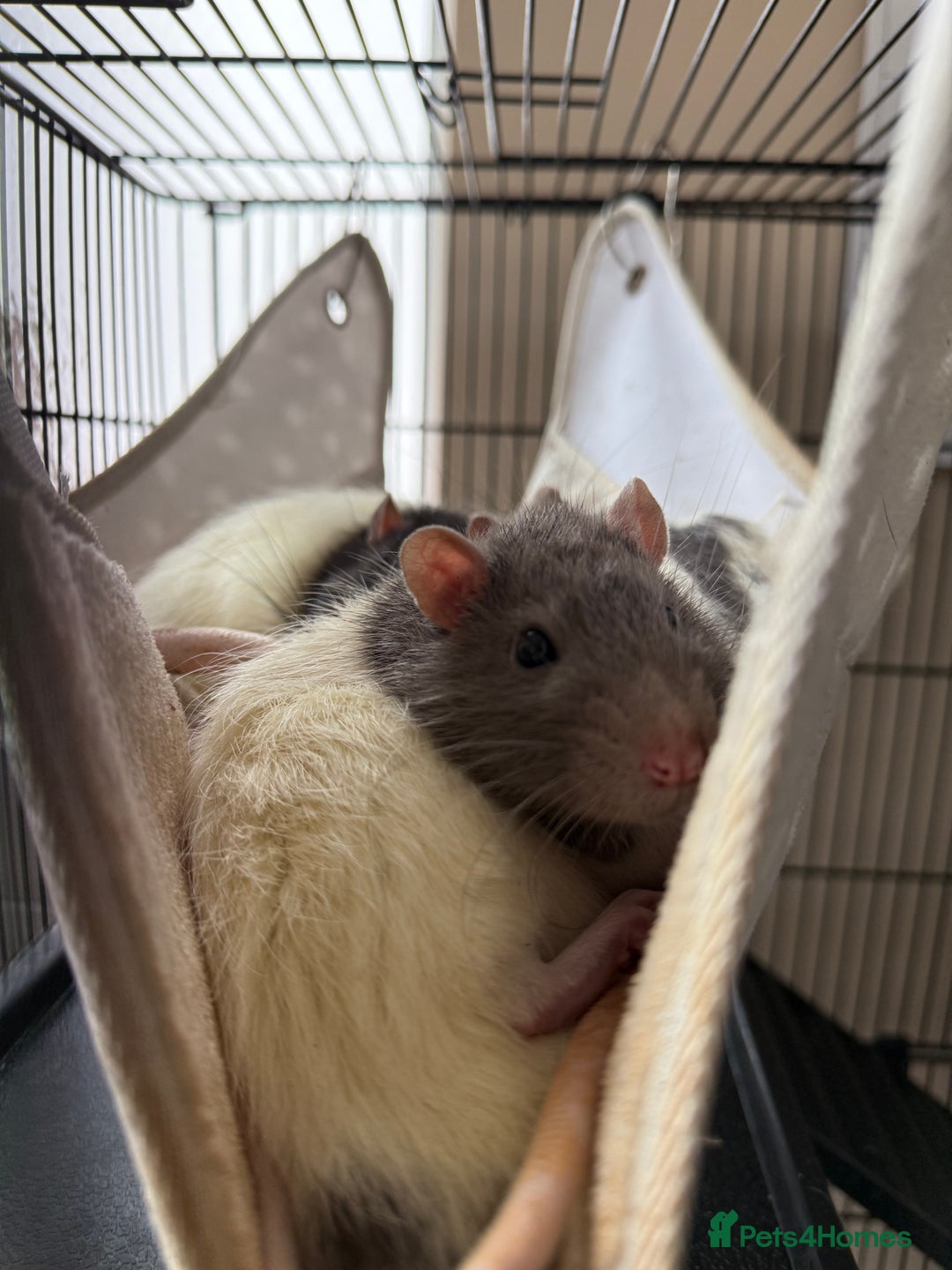 Rat rodents for sale: 4 Rat Brothers 🐁  - Image 2