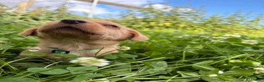 Labrador Retriever 1