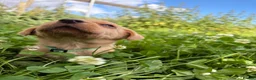 Labrador Retriever dogs for sale: Labrador pups ready to go Friday  - Advert 19