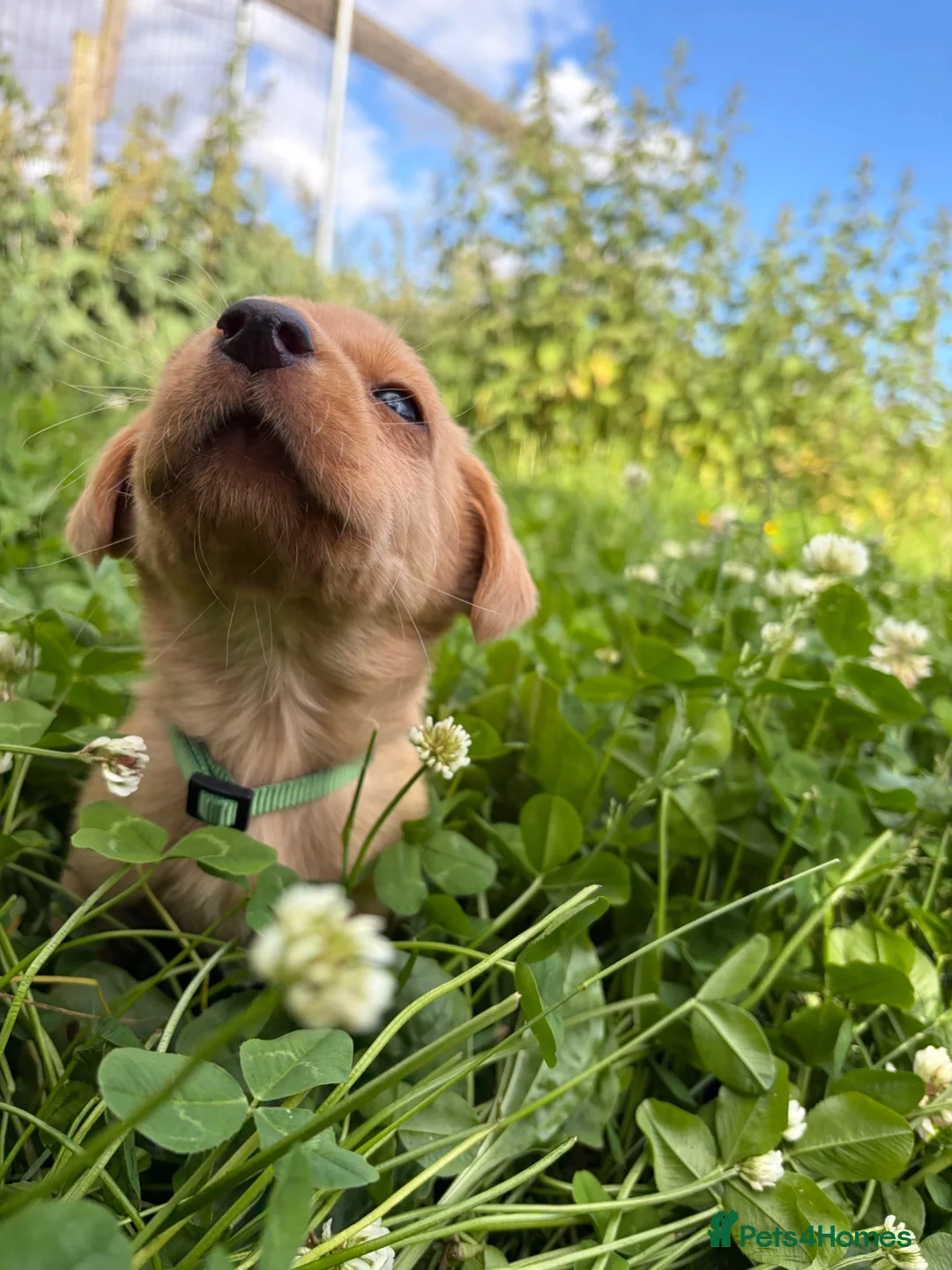 Labrador Retriever dogs for sale: Labrador pups ready to go Friday  - Advert 19