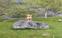 Cocker Spaniel dogs for stud: KC REGISTERED WORKING COCKER SPANIEL FOR STUD in Rhayader - Image 2