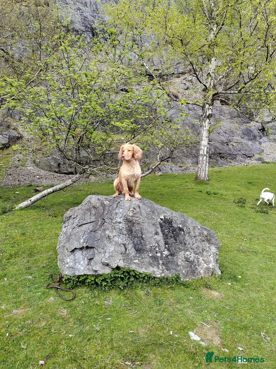 Cocker Spaniel dogs for stud: KC REGISTERED WORKING COCKER SPANIEL FOR STUD in Rhayader - Advert 2