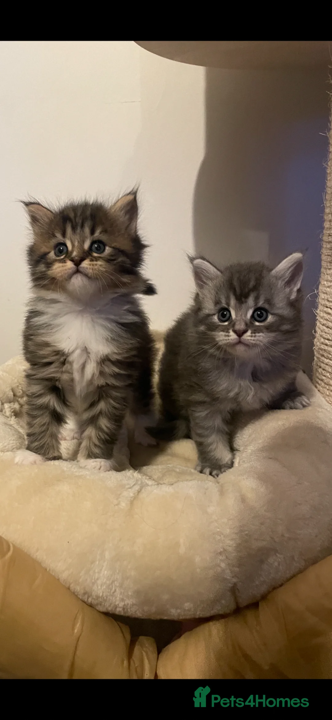 Maine Coon cats for stud: Main Coon STUD ONLY Classic Tabby - Advert 2