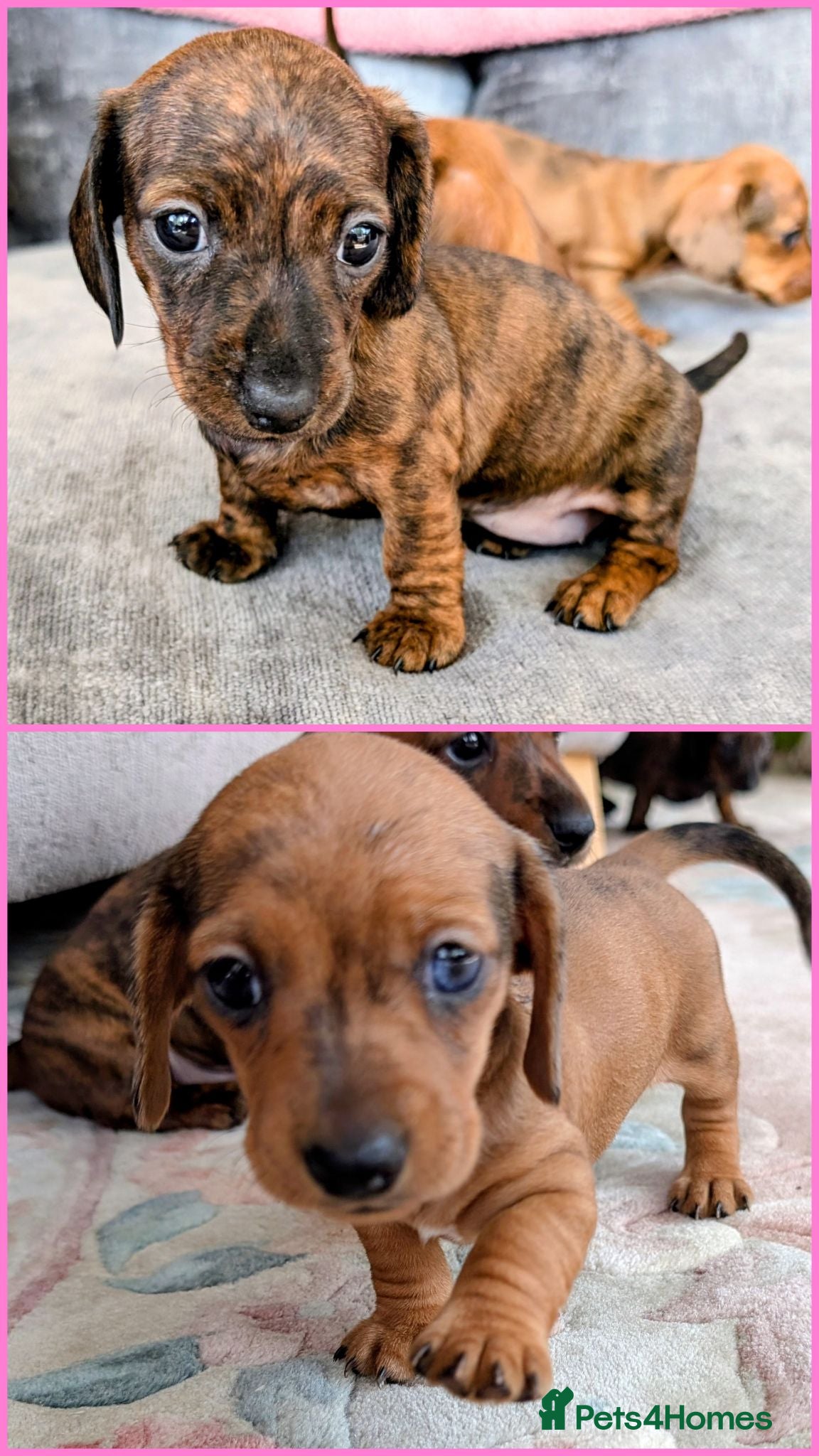 Miniature Dachshund dogs Miniature Dachshund  - Advert 2