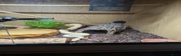 Python Snake reptiles for sale: Royal python  in Tamworth - Advert 3