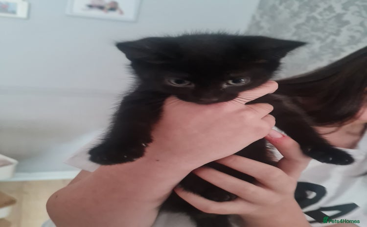 Mixed Breed cats for sale - Advert 1