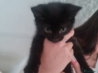 Mixed Breed cats - Advert 12