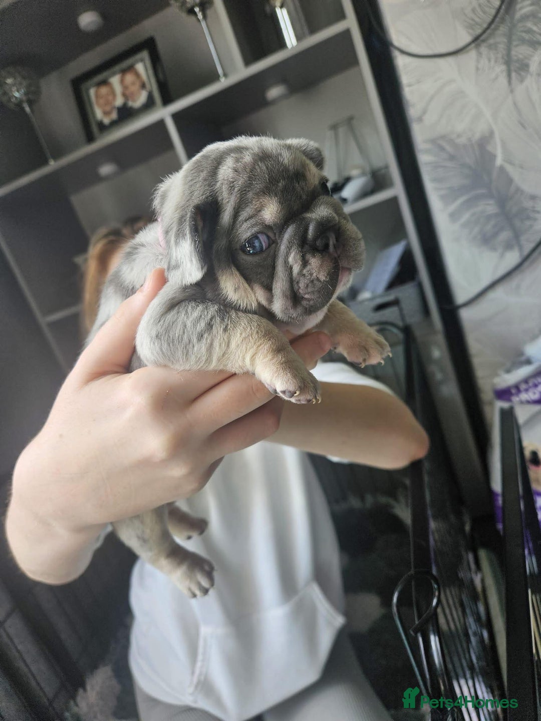 French Bulldog dogs for stud: TINY 8kg VELVET BOY FOR STUD - Advert 6