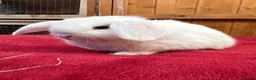 Dwarf Lop rabbits for sale: Two loving blue eyed girls (vaccinated) - Advert 5