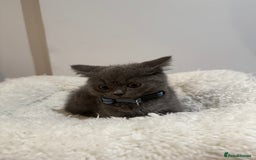 British Longhair cats for sale: Beautiful blues - Image 12