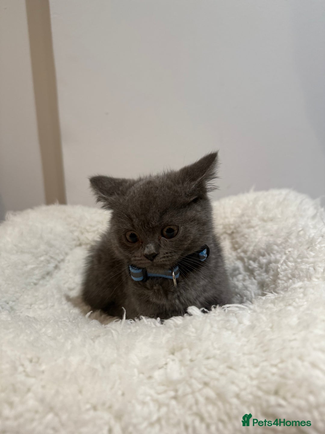British Longhair cats for sale: Beautiful blues - Image 12