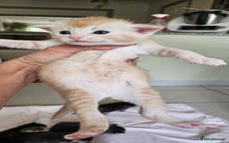 Mixed Breed cats for sale: Abyssinian x Bengal  - Image 12