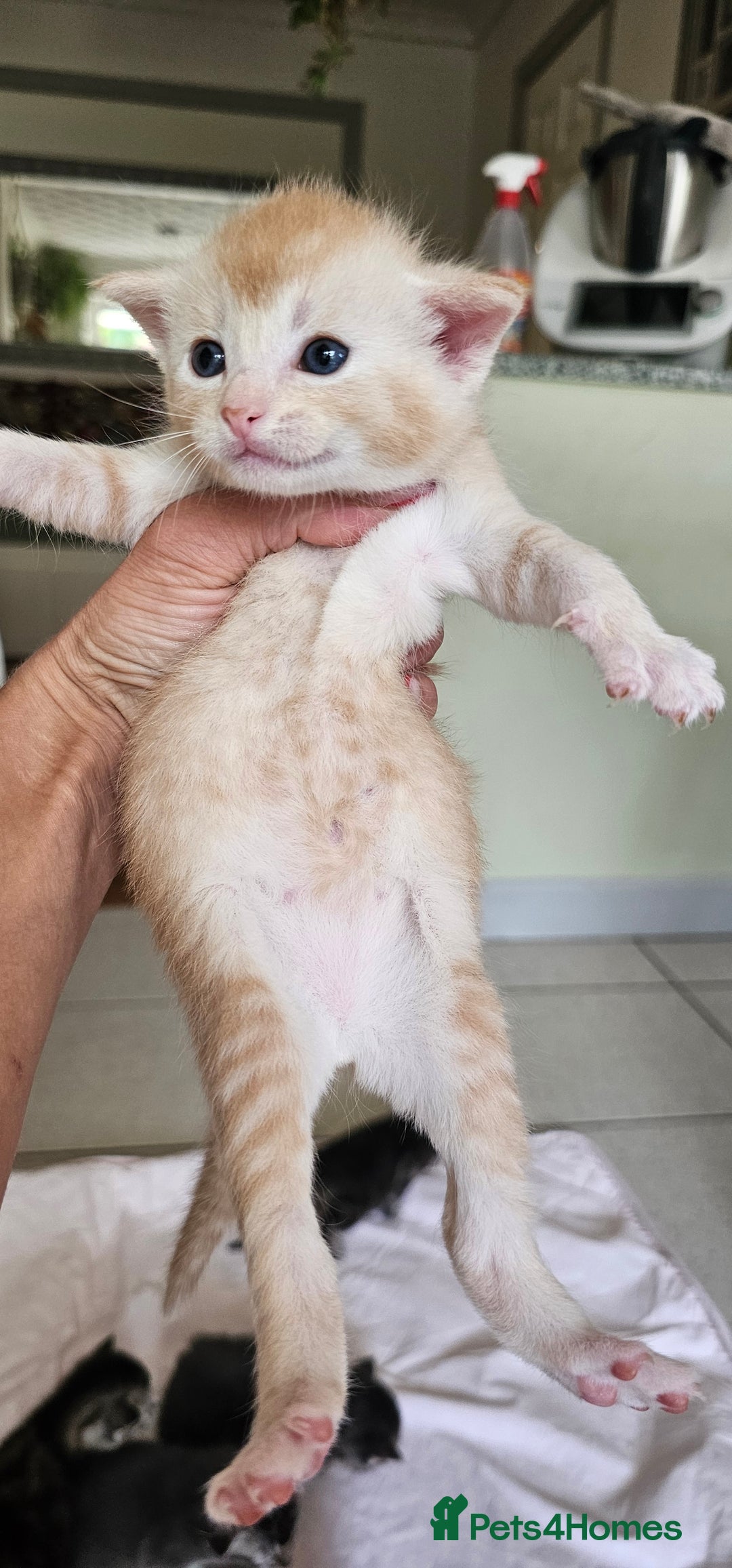 Mixed Breed cats for sale: Abyssinian x Bengal  - Image 12