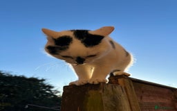 Mixed Breed cats for sale: Male  Cat - Image 5