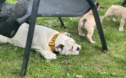 English Bulldog dogs for stud: KC Registered Silver Health Tested Stud - Image 3