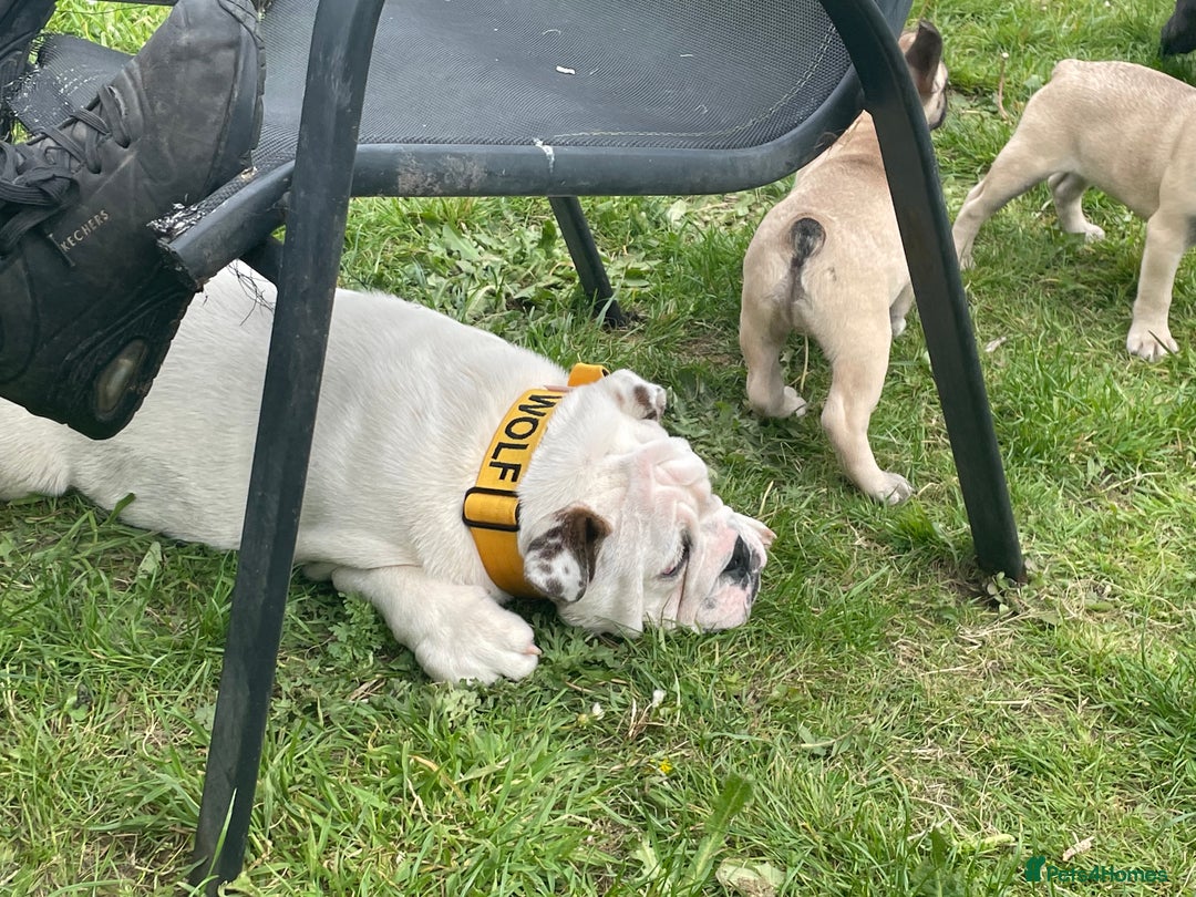 English Bulldog dogs for stud: KC Registered Silver Health Tested Stud - Image 3