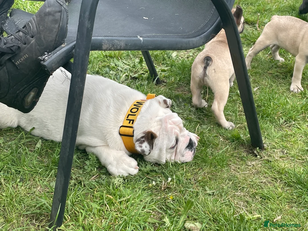 English Bulldog dogs for stud: KC Registered Silver Health Tested Stud - Advert 3