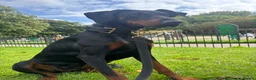 Dobermann dogs for sale: Female Doberman - Advert 4