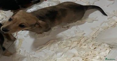 Miniature Dachshund dogs - Advert 3