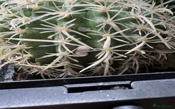 Gecko reptiles for sale: Mourning geckos and eggs and enclose  - Image 5