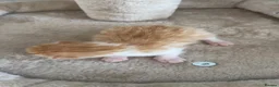 Domestic Shorthair cats for sale: 6 kittens  - Advert 11