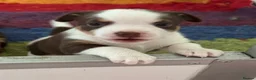 Mixed Breed dogs for sale: Adorable Jack Russell X Terrier puppies - Advert 12