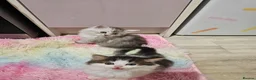 Mixed Breed cats for sale: 4 Beautiful Persian cross kittens  - Advert 1