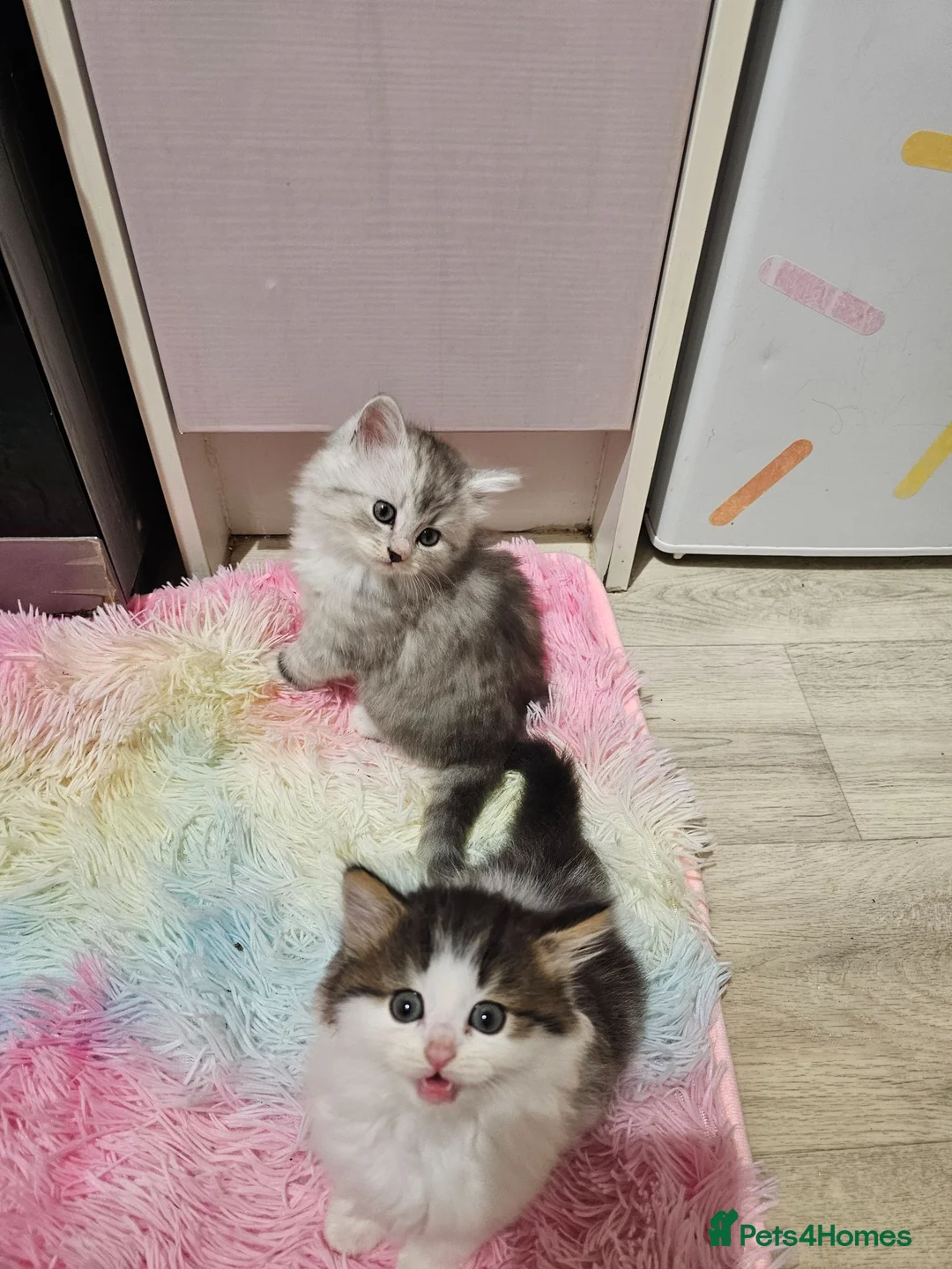 Mixed Breed cats for sale: 4 Beautiful Persian cross kittens  - Advert 1