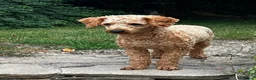 Cockapoo dogs for stud: KC Reg Toy Poodle Stud Dog DNA Tested Somerset - Advert 12