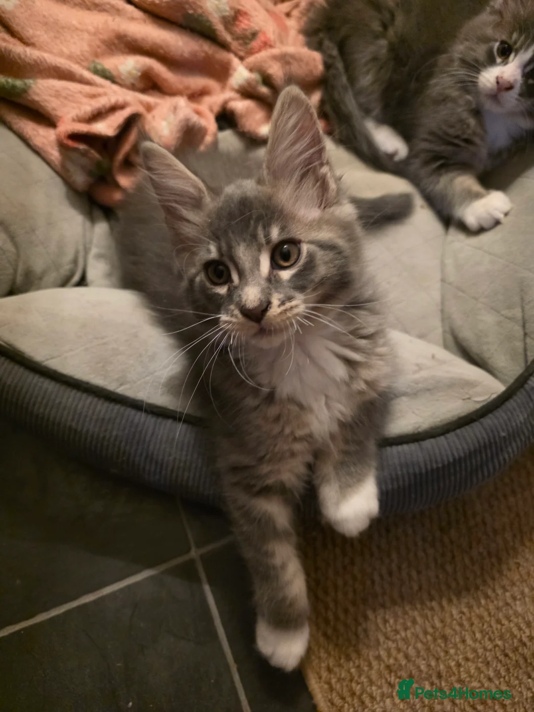 Maine Coon cats for sale: Beautiful Maine Coon Kittens 3 boys/ 2 girl  - Advert 7