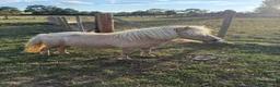 Shetland pony horses for sale: Beautiful Palomino Shetland  - Advert 4